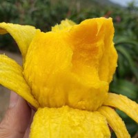 零售臺農芒果海南小臺芒新鮮芒果臺農直發(fā)芒果應當季水果現(xiàn)摘熱帶