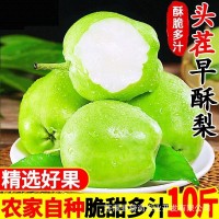 新品六月梨酥脆1號梨應(yīng)季新鮮水果早酥梨肉細(xì)味甜多汁產(chǎn)地直發(fā)