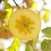 正宗新疆阿克蘇冰糖心蘋果丑蘋果紅富士整箱現(xiàn)貨新疆蘋果一件批發(fā)
