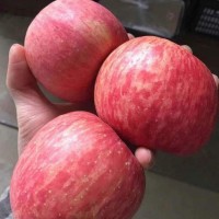 代辦 冷庫紅富士蘋果 水果批發(fā) 新鮮采摘當(dāng)季北方果