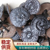 批發(fā)整朵椴木紫靈芝 破壁無(wú)粉清香有柄靈芝 色澤飽滿(mǎn)武平紫靈芝
