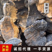 森林之愛(ài)野生薄樹(shù)靈芝批發(fā)一斤裝野生薄樹(shù)芝切片煮茶泡酒料煲湯料