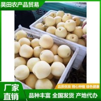 白皇冠梨 大量供用中 當(dāng)季新鮮水果 果肉細(xì)脆無渣 汁液甘甜 清香 昊田