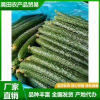 安 徽密刺青瓤綠油黃瓜直發(fā)產(chǎn)地 新鮮蔬菜 質(zhì)脆味甜 供應(yīng)