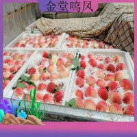 新鮮水果桃子水蜜桃 現(xiàn)摘現(xiàn)發(fā)脆甜毛桃基地果園直發(fā)子