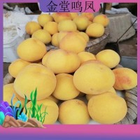 黃桃新品種 新黃金蜜 現(xiàn)貨大黃毛桃脆桃應(yīng)季水果