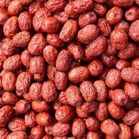 常年大量批發(fā)干棗 滄-州金絲小棗 皮薄肉厚 大小規(guī)格均有