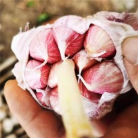 眾程農(nóng)貿(mào)大蒜儲存大蒜代收代銷紫皮大蒜價格