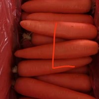 胡蘿卜新鮮蔬菜紅蘿卜當(dāng)季菜整箱水果小紅蘿卜5斤裝