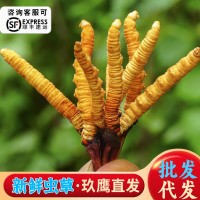 2023年新鮮冬蟲夏草西藏加查草批發(fā)青海果洛玉樹新鮮蟲草產地直發(fā)