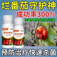 番茄病害專用藥大量供貨番茄病菌清灰霉炭疽專用番茄清菌劑病全管