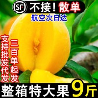 正宗蒙陰黃桃新鮮水果當季孕婦黃金蜜桃甜脆桃子10斤現(xiàn)貨整箱包郵