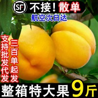 正宗蒙陰黃桃新鮮水果黃金當季孕婦蜜桃甜脆桃子現(xiàn)貨10斤整箱包郵