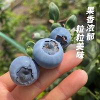 丹東新鮮藍莓鮮果當季水果現摘現發(fā)孕婦水果整箱大果順豐一件包郵