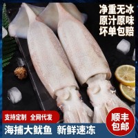 超大魷魚鮮活冷凍魷魚新鮮尤魚整只海捕船凍燒烤鐵板商用海鮮水產(chǎn)