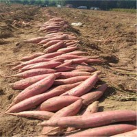 龍軒 當(dāng)季現(xiàn)摘果蔬基地軟儒香甜 冰糖心煙薯25 綠色健康