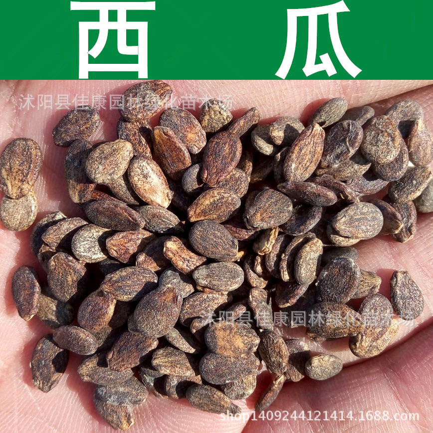 西瓜_副本