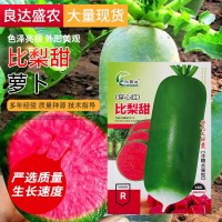 批發(fā)穿心紅蘿卜種子現(xiàn)貨 菜地農田四季播種比梨甜水果蘿卜種子