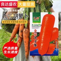 批發(fā)九寸胡蘿卜種子水果紅蘿卜生吃脆甜春秋季四季高農家蔬菜種籽