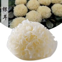 現(xiàn)摘新鮮銀耳1棒3朵鮮白木耳雪耳木耳鮮活銀耳