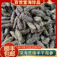 半干大連海參大連鮮活打撈野生遼參干貨海生刺參大連拉缸半干海參