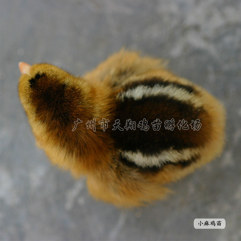 2小麻雞苗