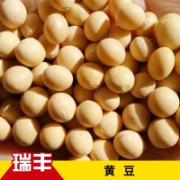 批發(fā)東北黃豆大豆農(nóng)家自產(chǎn)黃豆榨豆?jié){生豆芽豆腐散裝五谷雜糧黃豆