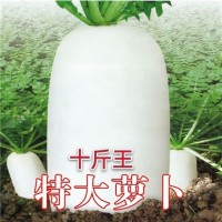 十斤王蘿卜種子 春不老南畔洲白蘿卜種籽 不空心四季蔬菜種子