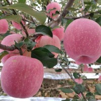 紅富士蘋果新鮮新鮮水果產(chǎn)地直供批發(fā)脆甜多汁【一件代發(fā)包郵】