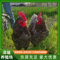 一斤左右的純種蘆花雞活雞脫溫雞半大雞土雞蘆花雞小雞幼苗