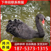 批發(fā)活體黑天鵝苗天鵝幼苗 哪里有賣黑天鵝的黑天鵝苗多少錢一只