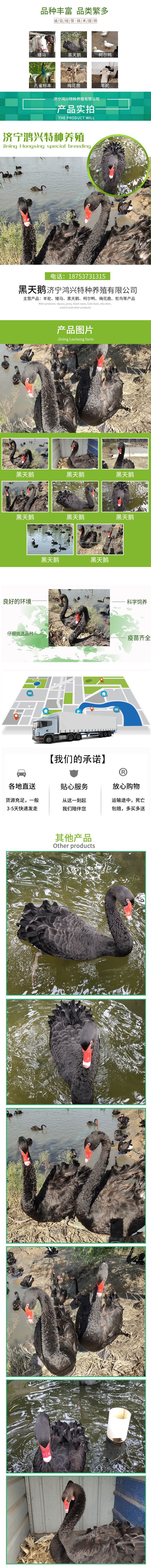 黑天鵝詳情頁.jpg