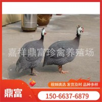出售活體脫溫珍珠雞苗成年珍珠雞價格 珍珠雞苗多少錢一只