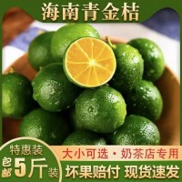 小金桔海南青金桔小青檸新鮮水果奶茶店專用整箱包郵量大從優(yōu)包郵