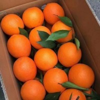 橙子臍橙超甜紐荷爾手剝橙孕婦當(dāng)季新鮮水果批發(fā)包郵廠家批發(fā)