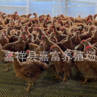 脫溫紅玉公雞苗九斤紅雞苗價格 孵化場大量供應(yīng)大紅公雞幼苗活體