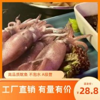 東山魷魚野生海兔電商酒樓可用400g凈重大量庫存可定規(guī)格一手廠家