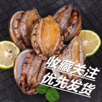 【特大號(hào)】鮮活大鮑魚新鮮冷凍個(gè)大鮮活海捕超大野生非鮑魚干活體