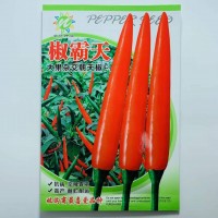 大果朝天椒椒多多二號(hào)耐高溫硬果高產(chǎn)辣椒種子小米辣單生朝天椒
