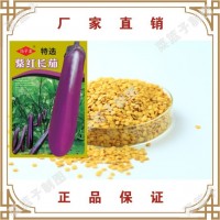 馮子龍種苗廠家直售批零大田基地大棚四季種植 常規(guī)紫紅長(zhǎng)茄種子