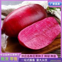 批發(fā)鳳梨紅心水果蘿卜籽高產(chǎn)生吃滿堂紅心里美春秋夏季四季蔬菜籽