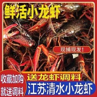 小龍蝦批發(fā)活的包郵江蘇清水養(yǎng)殖稻田清水養(yǎng)殖中青十三香麻辣蒜蓉