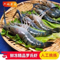 正宗海南哈密瓜新鮮水果當(dāng)季熱帶水果精品曉密網(wǎng)紋瓜脆甜多汁