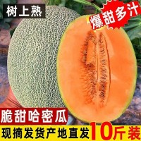 哈密瓜新疆哈密瓜10斤當季新鮮水果脆甜網(wǎng)紋季小香瓜整箱5斤包郵