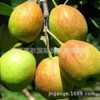 廠家常年供應(yīng)新梨7號(hào) pear 歡迎大量選購(gòu) 價(jià)格美麗