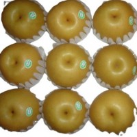 廠家常年供應(yīng)新高梨 pear 歡迎選購(gòu) 大量采購(gòu)