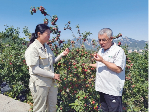 矮化蘋果有了“中國根”