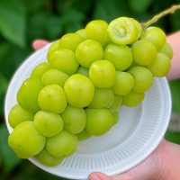 大涼山陽(yáng)光玫瑰 青提葡萄 產(chǎn)地直發(fā)生鮮水果陽(yáng)光玫瑰 一件代發(fā)