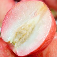 山西運城新鮮采摘毛桃孕婦水果包郵