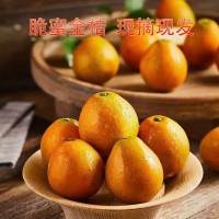 脆蜜金桔現(xiàn)摘先發(fā)產(chǎn)地直采生鮮水果桔子果實飽滿甜質(zhì)量保證